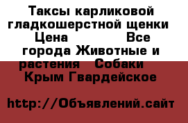 Таксы карликовой гладкошерстной щенки › Цена ­ 20 000 - Все города Животные и растения » Собаки   . Крым,Гвардейское